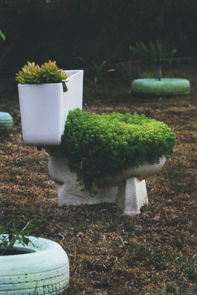 green-leafed-plants-on-toilet-bowl-1682346